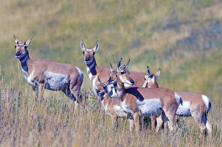 Antelope-Does-in-group.jpg