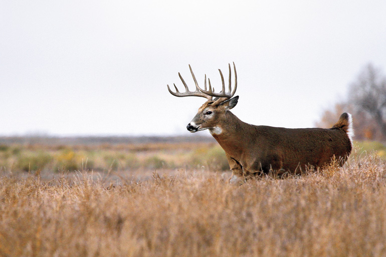 How to Hunt Whitetails in Open Country