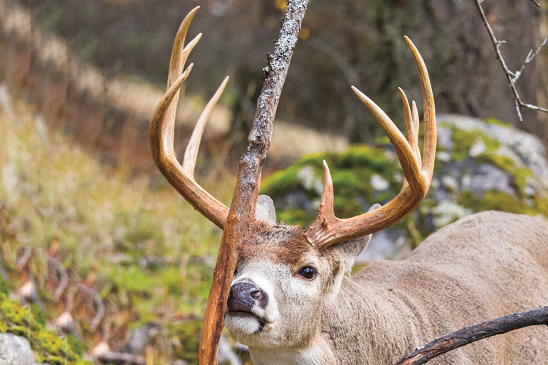 Buck Rubs: What Can They Tell Us?