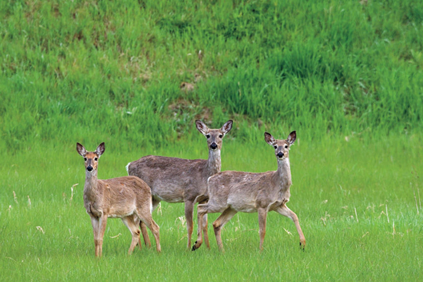 Should You Shoot Does With Fawns?