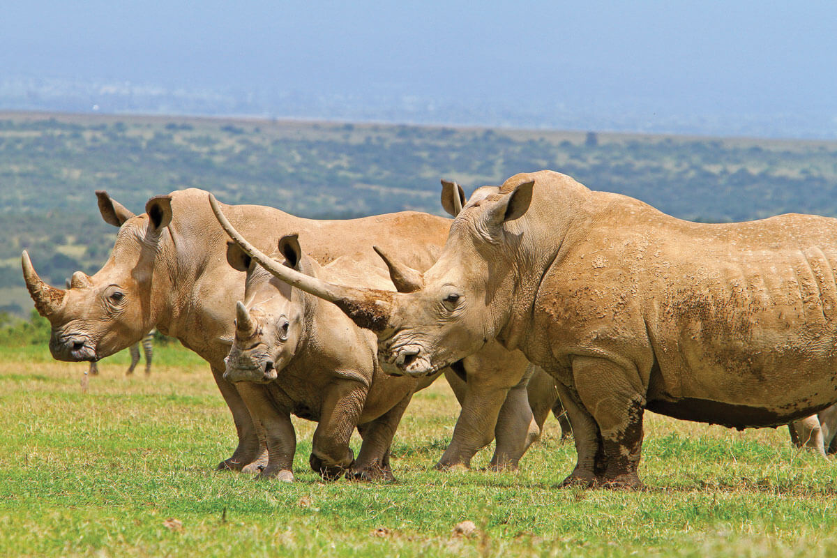 Can Rhinos Be Farmed for Their Horns?