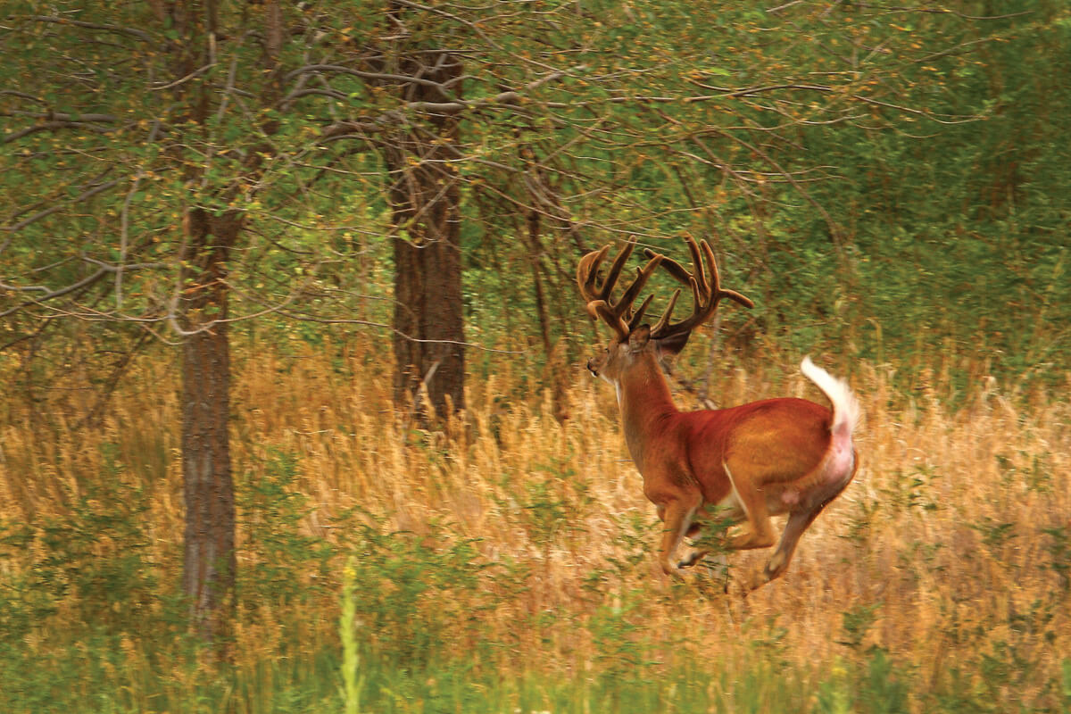 Beginner's Bowhunting Luck or Poetic Justice?