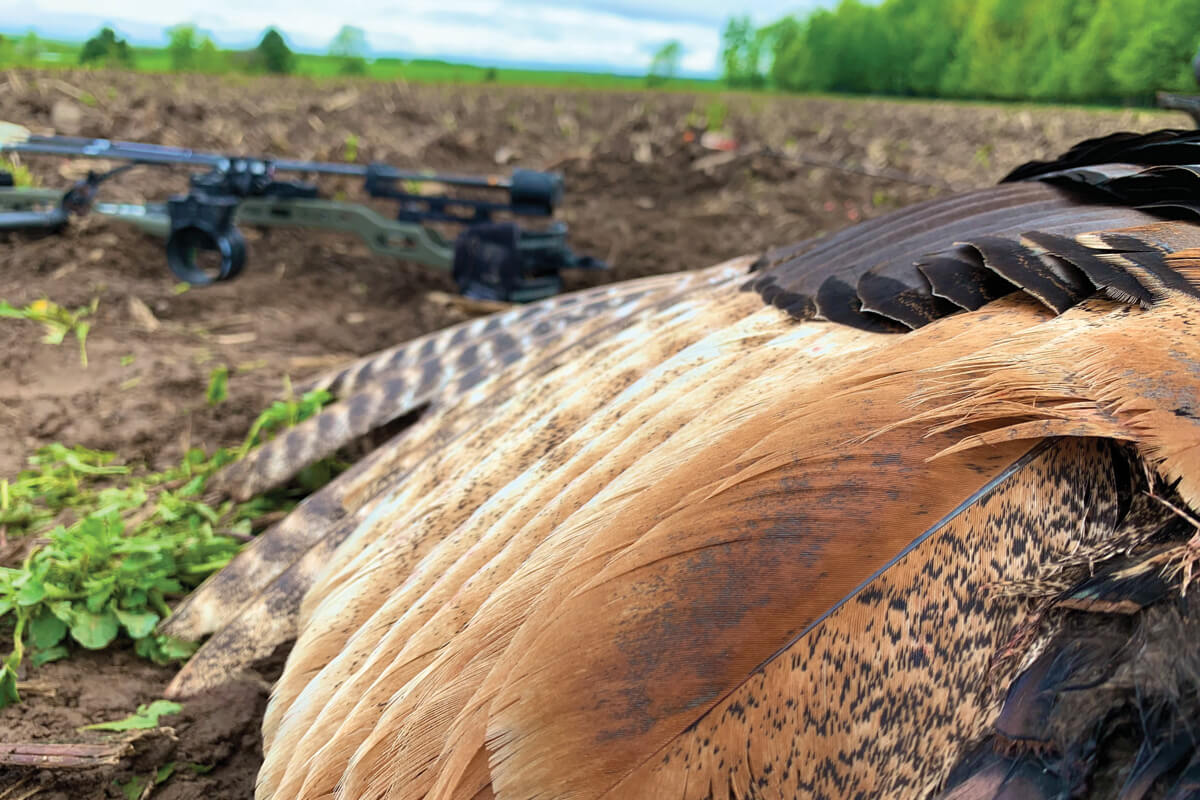 Tagging Ol' Red: A Unique Wisconsin Gobbler