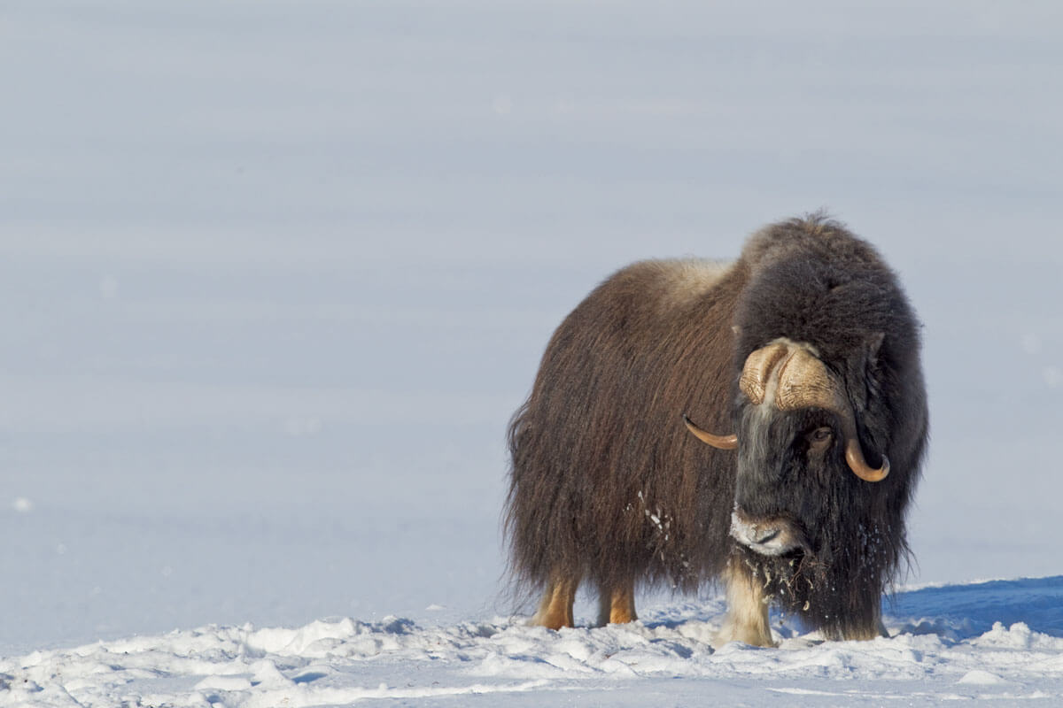 Mission Muskox: Do You Have What it Takes?