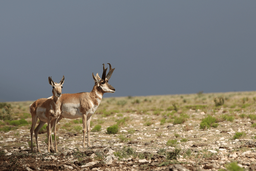 How to Hunt Pronghorns on Your Own