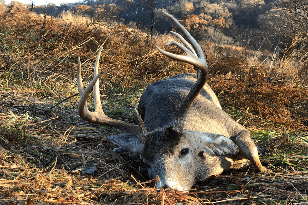 30 Lessons for Bowhunting the Deer Rut