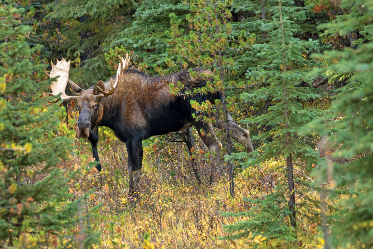 A Stacked Deck: Stickbow Moose Hunting