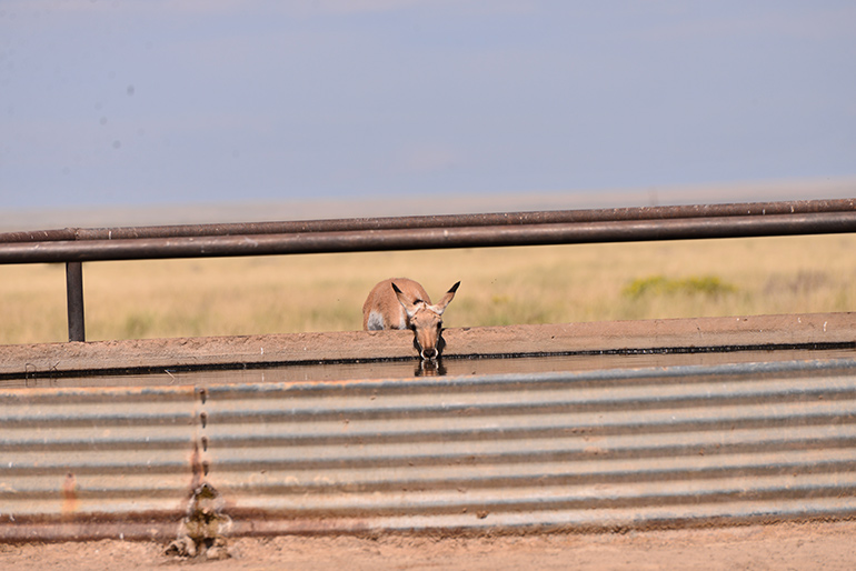 antelope drinking water