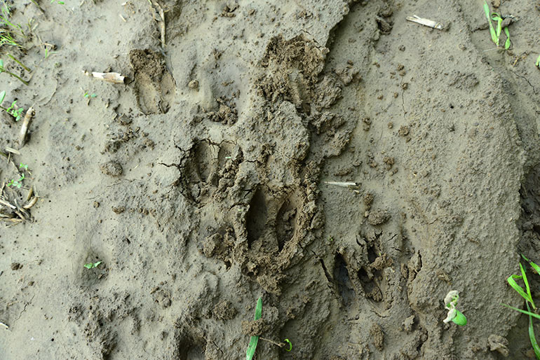 deer tracks in mud