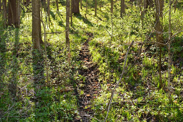 deer trail through the woods