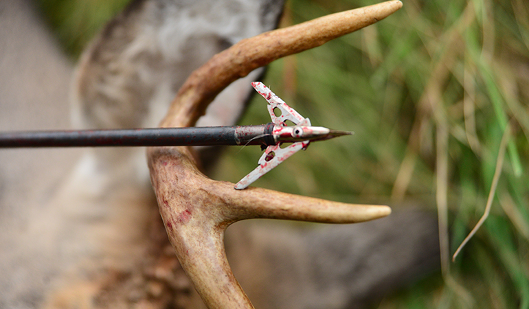 The Best Broadhead Choice for Each Bowhunting Situation 