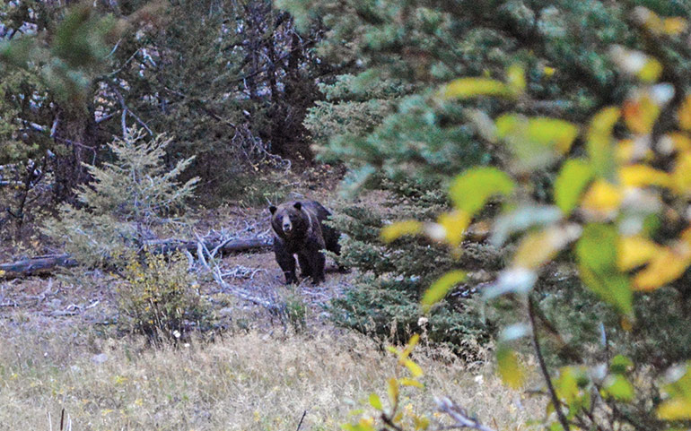 grizzly bear walking through clearing in woods