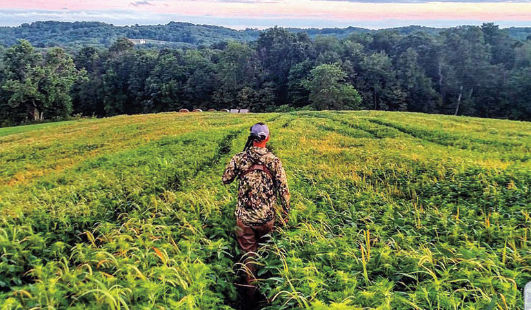 Why & How to Hunt Soybean Fields for Whitetails