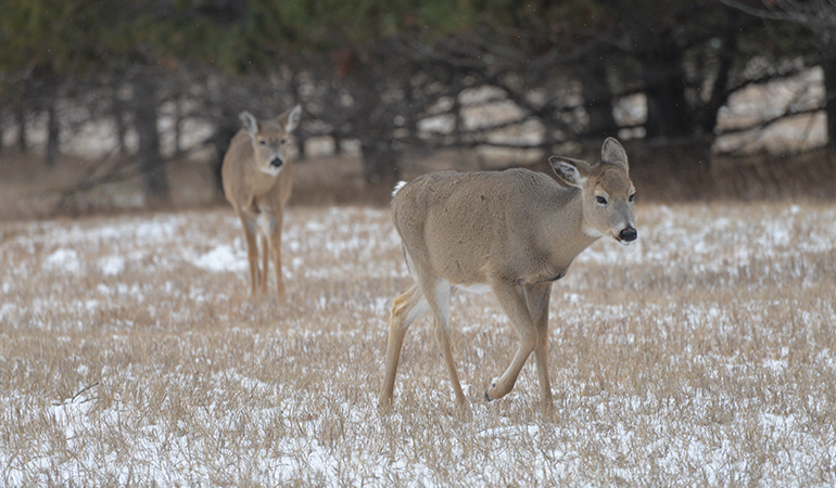 Late-Season Realities of Whitetail Hunting