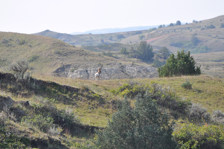loner pronghorn buck overlooking scenic valley
