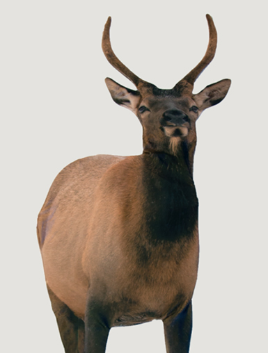 Montana Decoy Co. Spike Elk