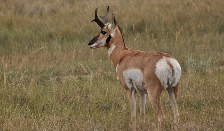 Prairie Pronghorn Plans: Why You Need to Bowhunt Antelope