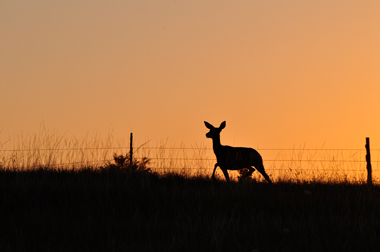 skylined doe at sunset