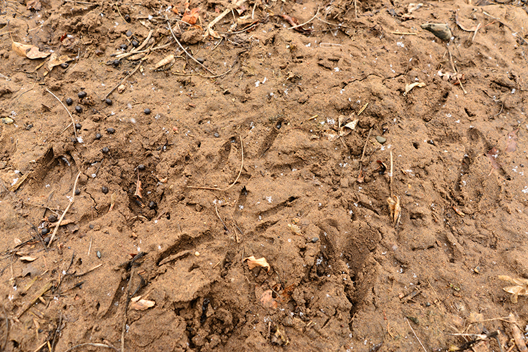 group of turkey tracks in dirt