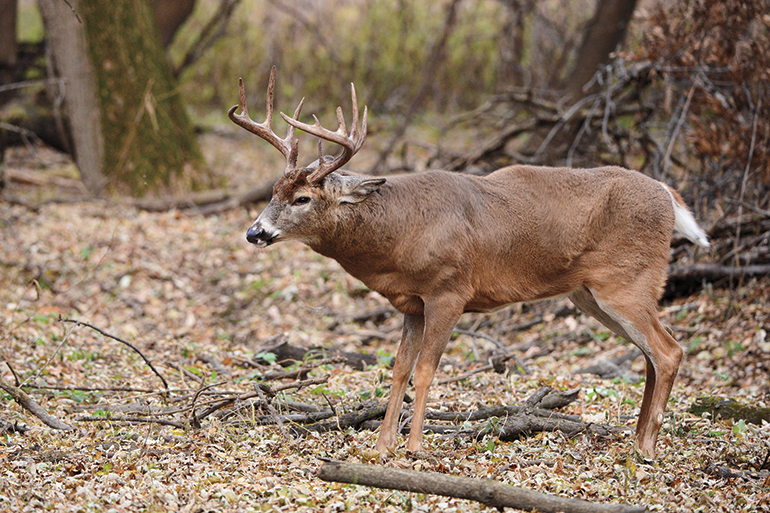 whitetail buck in pre-charge warning