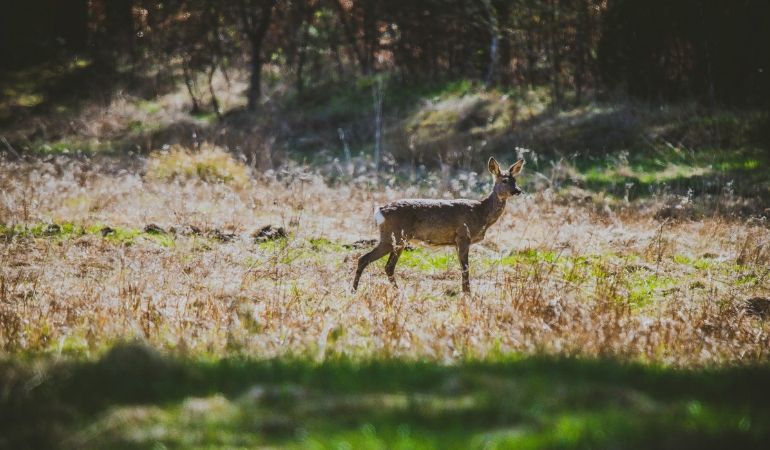 Is A Miracle Cure for CWD on the Horizon?