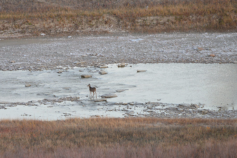 whitetail standing in river bed