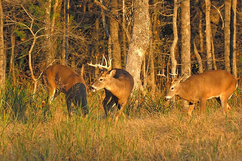 New Deer Management Study: Small-Antlered Bucks & Stump Sprouts