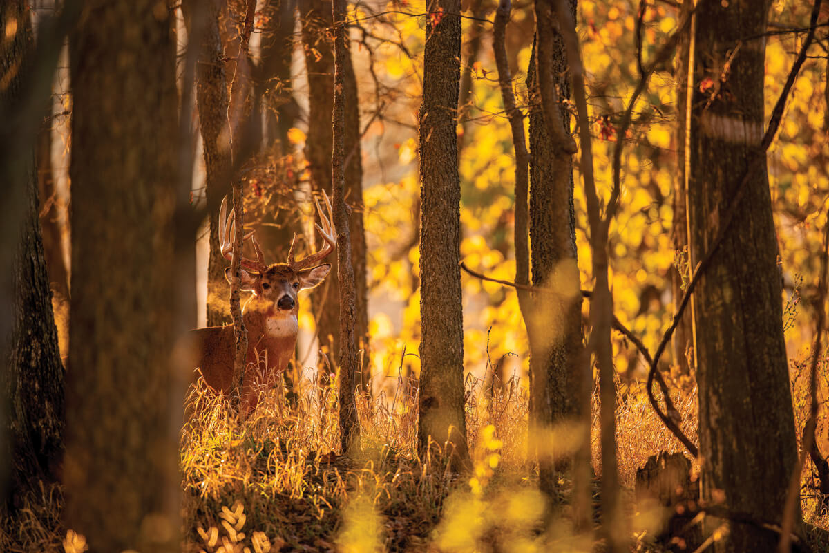 2022 Whitetail Forecast: The Best Days to Hunt