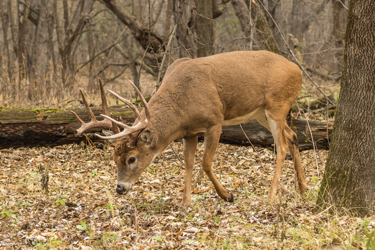 Facts and Fiction of the Deer Rut