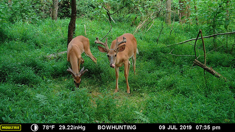 two bucks in velvet on Moultrie trail cam image