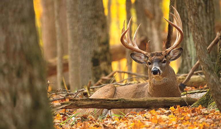 Should You Hunt Buck Bedding Areas?