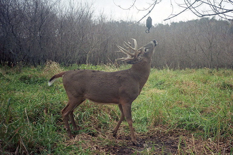 The Science Behind Whitetail Scent Glands