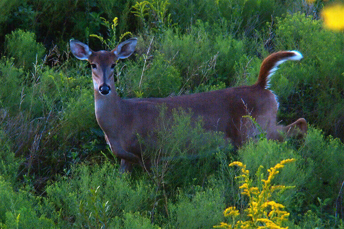 How to Know When a Doe is in Heat: 5 Clues to Look For