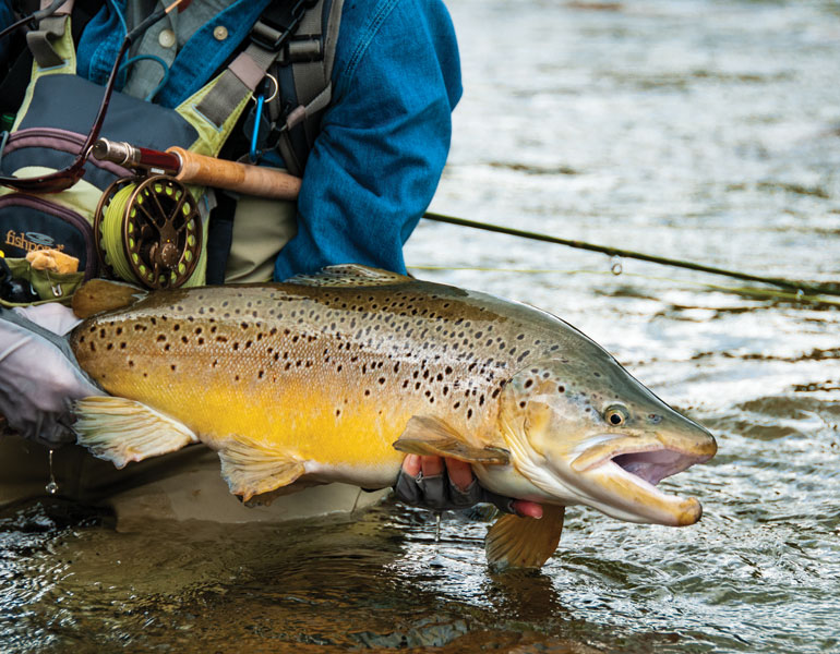 //content.osgnetworks.tv/flyfisherman/content/photos/Big-Brown-Trout-on-South-Island-New-Zealand.jpg