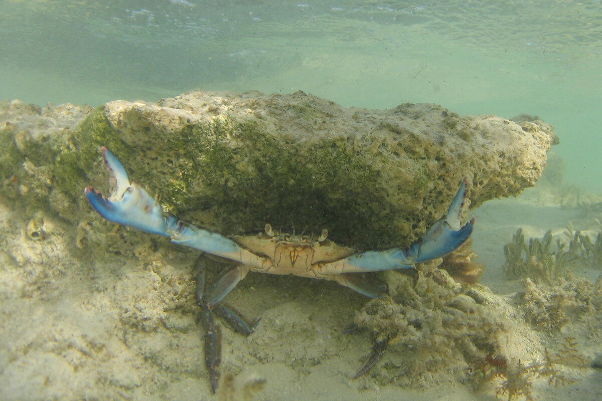 Blue Crabs vs Permit and Bonefish