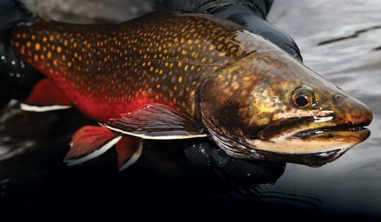 Brook Trout and Sea-run Browns on Chile's Navarino Island