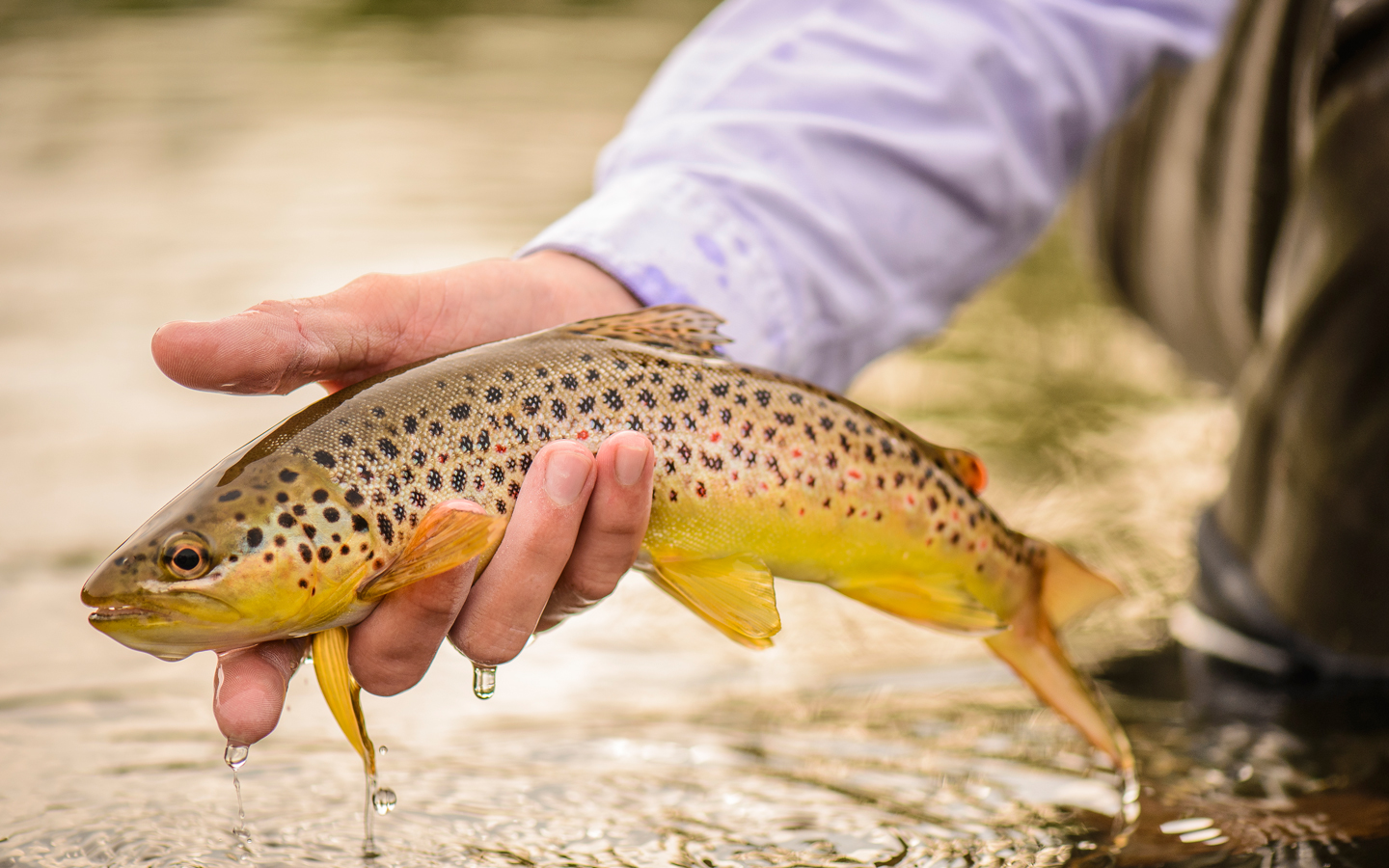 //content.osgnetworks.tv/flyfisherman/content/photos/Brown-Trout-South-Holston.jpg