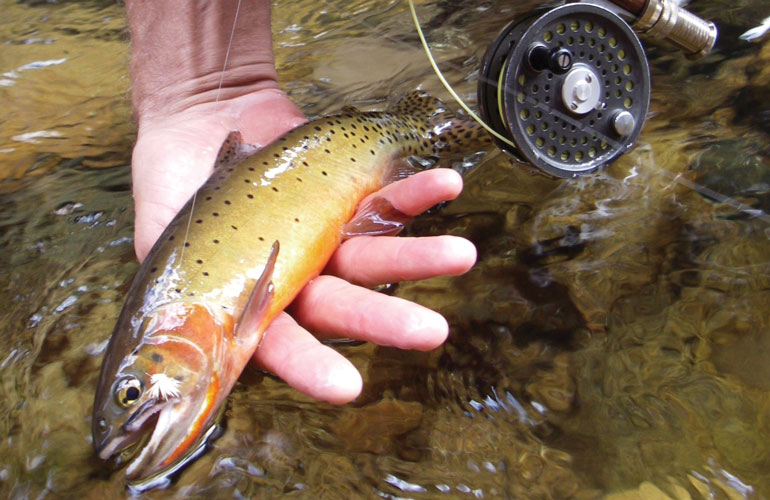 //content.osgnetworks.tv/flyfisherman/content/photos/Cutthroat-Trout-in-Small-Stream.jpg