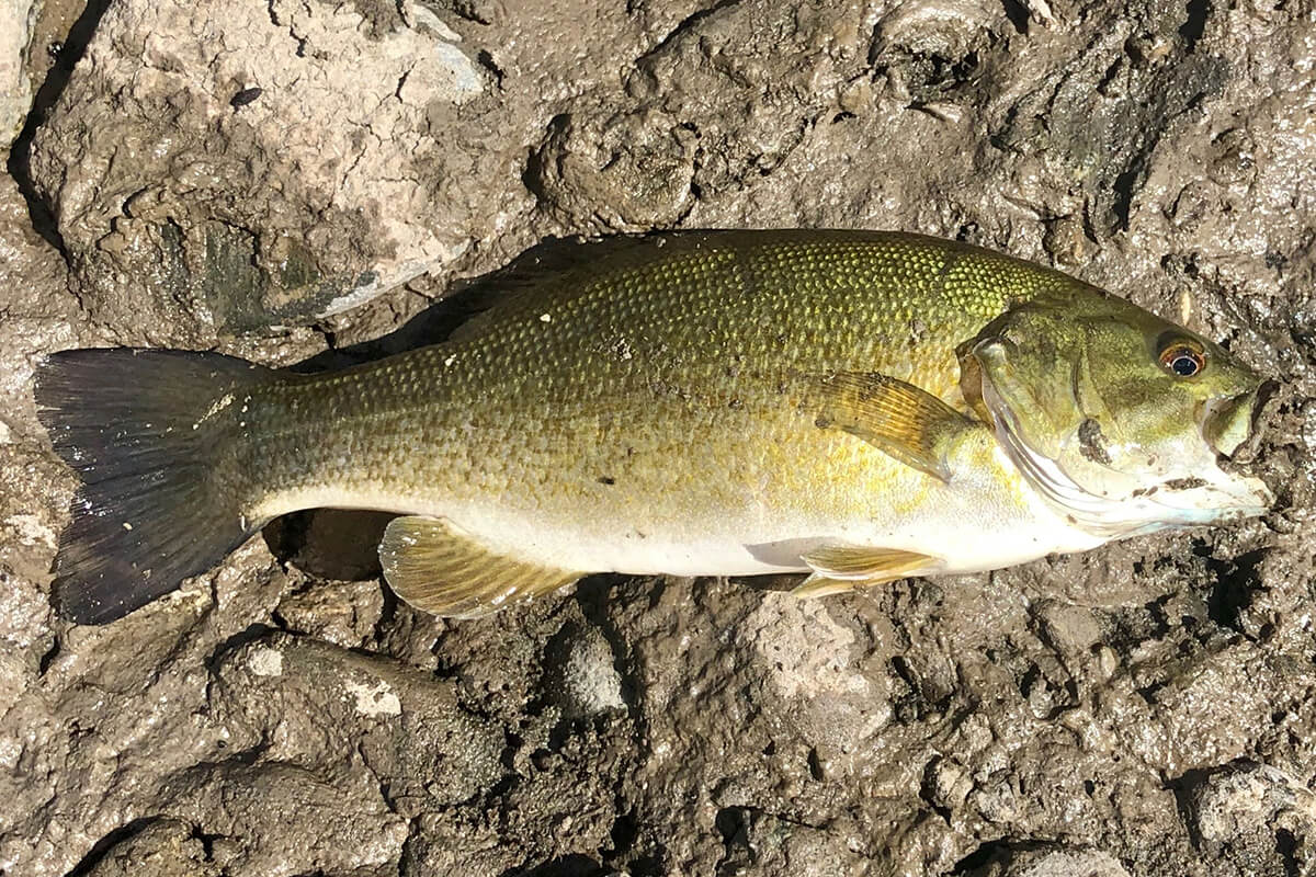 UPDATED: Invasive Smallmouth Bass Caught in Gardner River