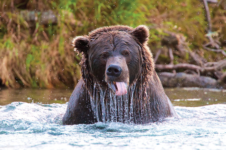 //content.osgnetworks.tv/flyfisherman/content/photos/Grizzly-Bear-Bristol-Bay-Alaska.jpg