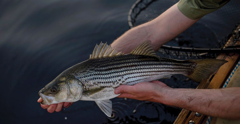 //content.osgnetworks.tv/flyfisherman/content/photos/Miramichi-Striped-Bass-Release.jpg