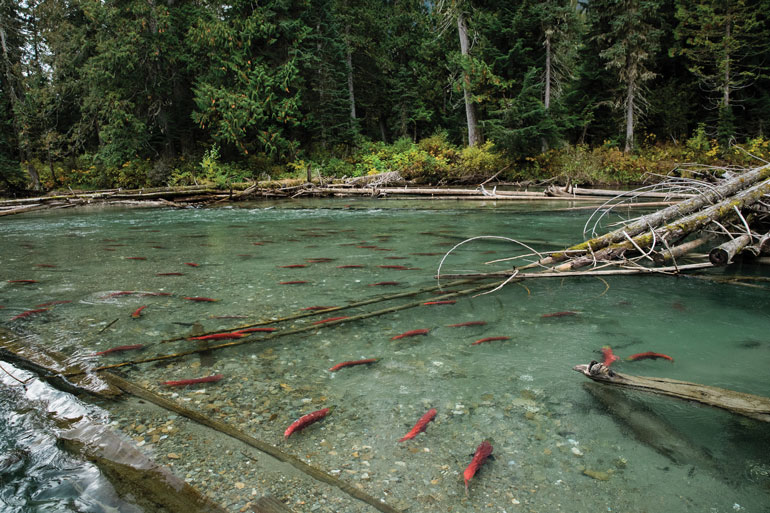 //content.osgnetworks.tv/flyfisherman/content/photos/Quesnel-Lake-Watershed-Salmon.jpg