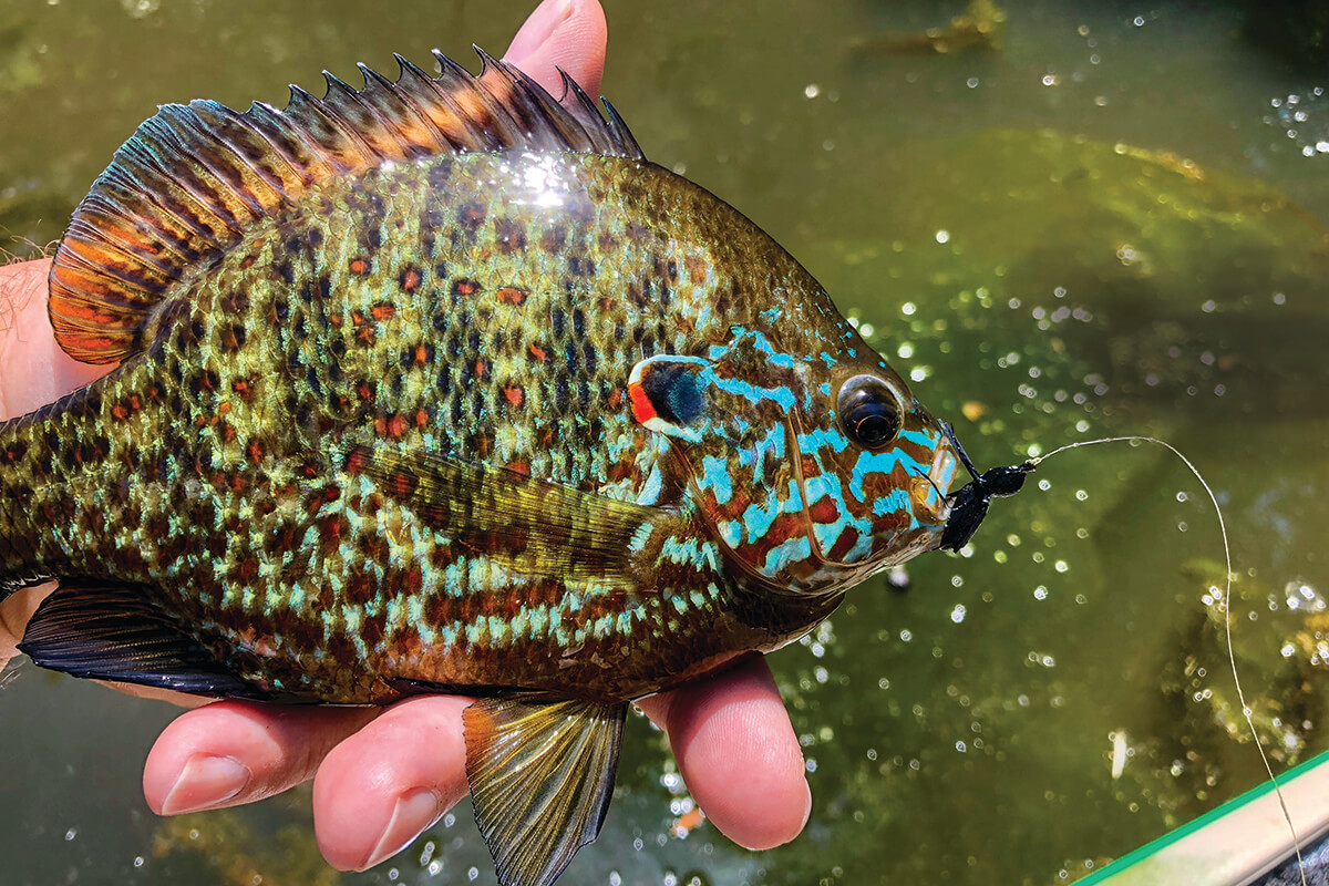 Summer Fly-Fishing Tactics for Panfish