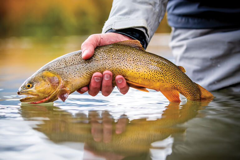 //content.osgnetworks.tv/flyfisherman/content/photos/Yellowstone-Cutthroat-at-South-Fork-River.jpg