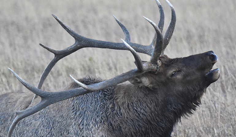 Rocky Mountain Elk Hunting Forecast 2018