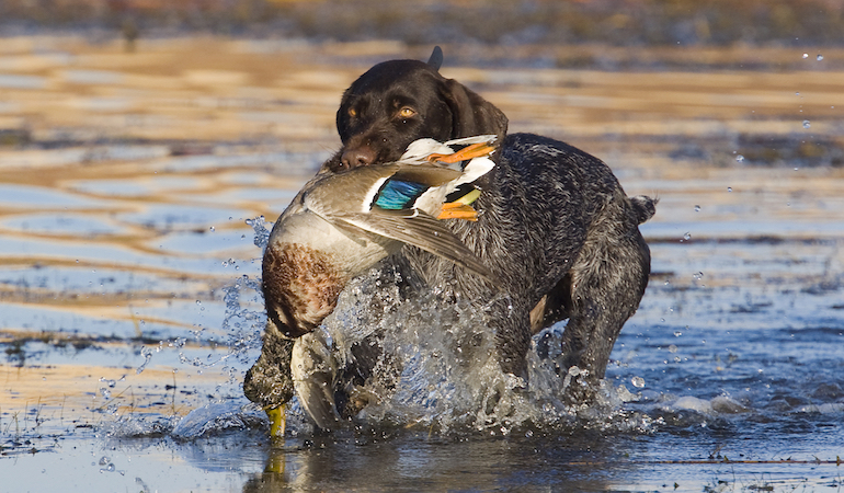 Waterfowl Lessons From a Hunt Dog's Perspective