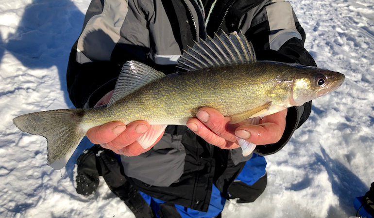 Go Mobile to Catch More Ice Walleyes