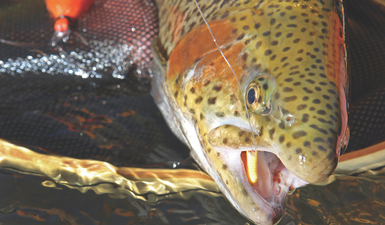 Easy Does It On Late-Fall Trout