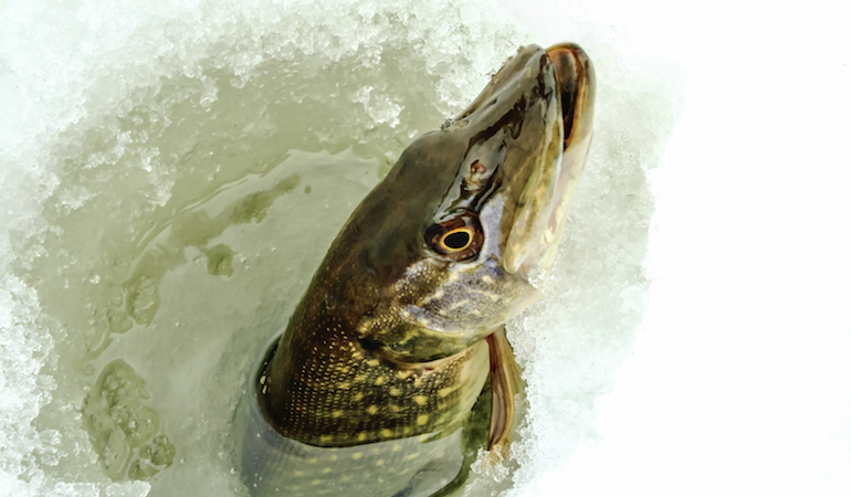 Mastering Monster Hardwater Pike