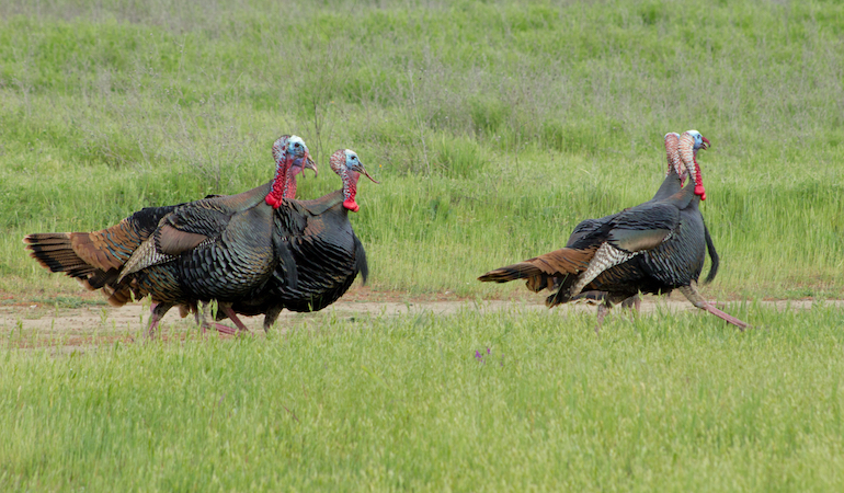 Virginia Fall Turkey Forecast 2018